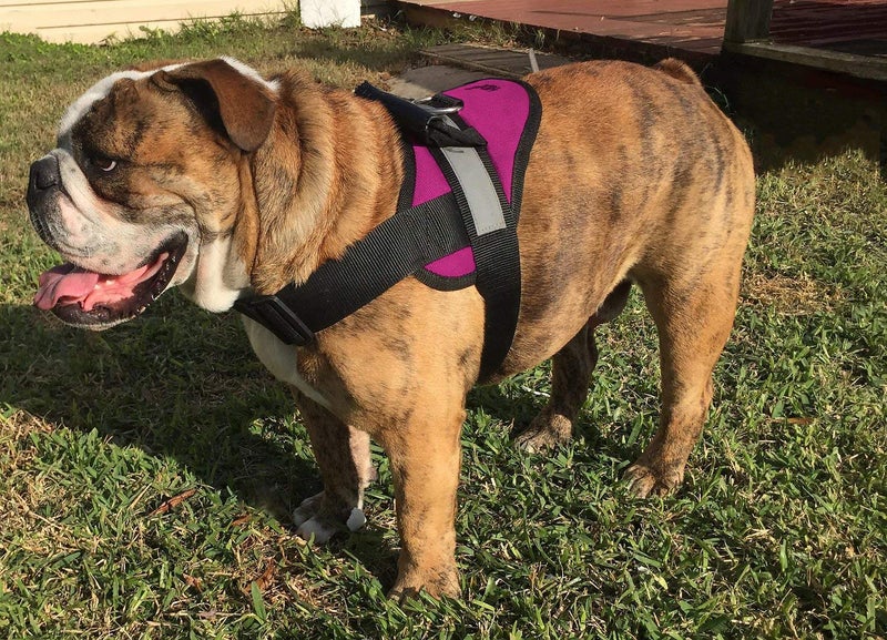 HDP Big Dog Soft No Pull Harness Size:Large Color:Pink - Image 1